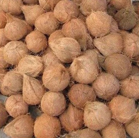 Coconut Export